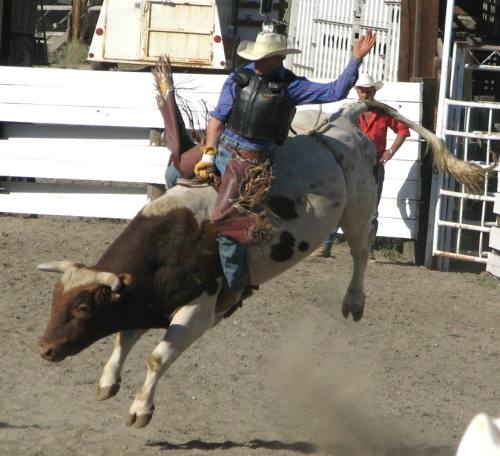 Bull Riding at it's best at the Ashcroft Stampede in Ashcroft, BC, Canada
