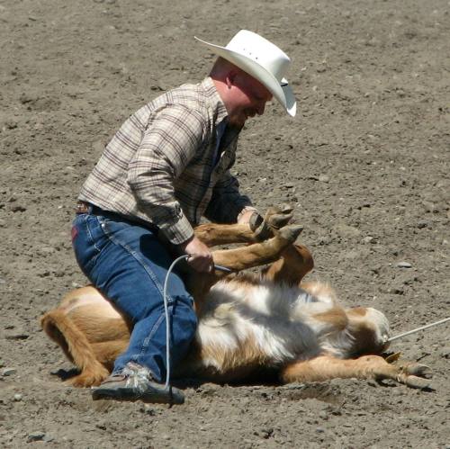 Calf Roping at the Ashcroft Rodeo in Ashcroft, BC, Canada