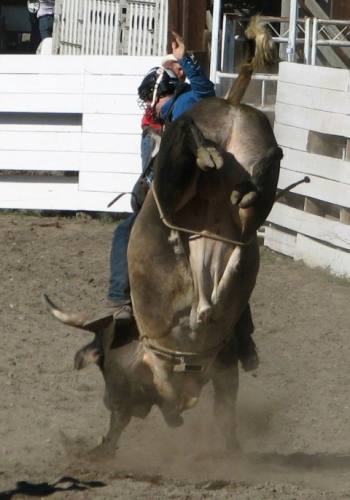 Bull Riding at the Ashcroft Rodeo in Ashcroft, BC, Canada