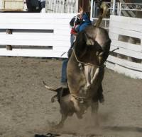Bull Riding at the Ashcroft Rodeo in Ashcroft, BC, Canada