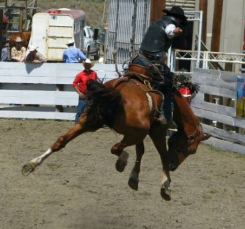 Saddle Bronc Riding at the Ashcroft Rodeo in Ashcroft, BC, Canada