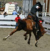 Saddle Bronc Riding at the Ashcroft Rodeo in Ashcroft, BC, Canada