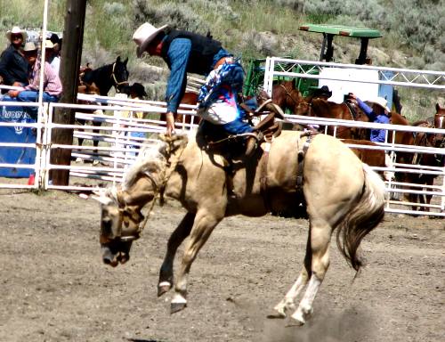 Saddle Bronc at the Ashcroft Rodeo in Ashcroft, BC, Canada
