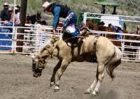 Saddle Bronc at the Ashcroft Rodeo in Ashcroft, BC, Canada