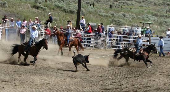 Team Roping at the Ashcroft Rodeo in Ashcroft, BC, Canada