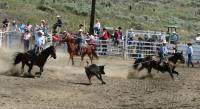 Team Roping at the Ashcroft Rodeo in Ashcroft, BC, Canada